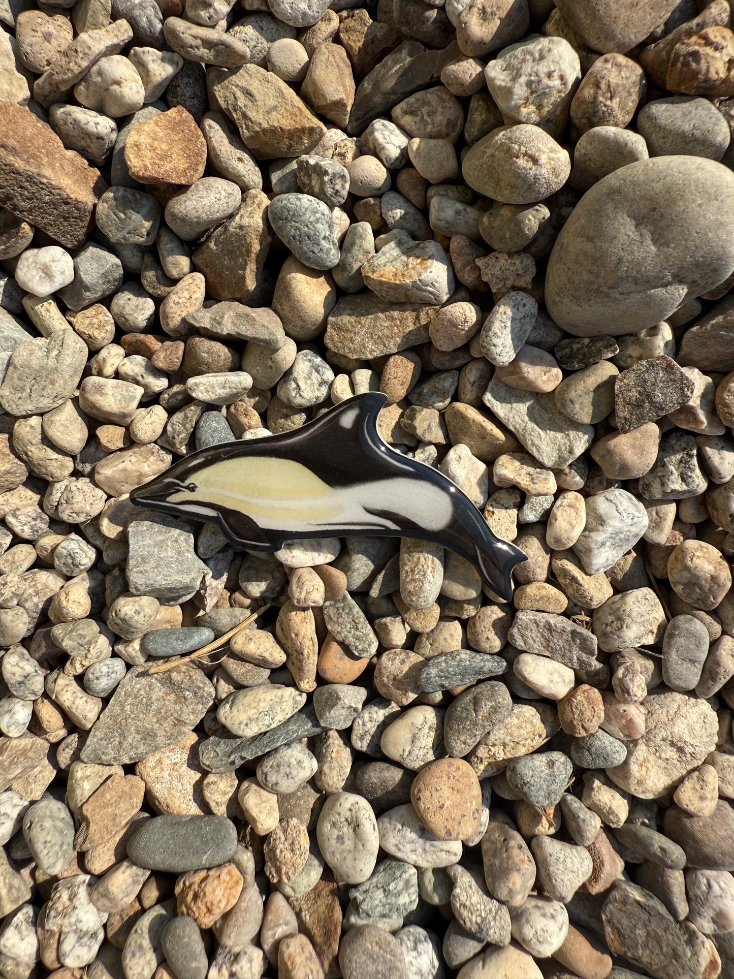 Common Dolphin Magnet