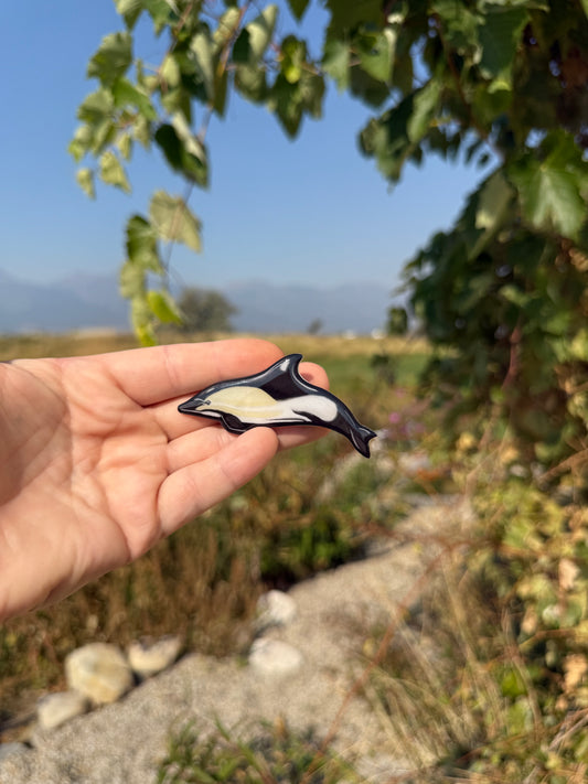 Common Dolphin Magnet