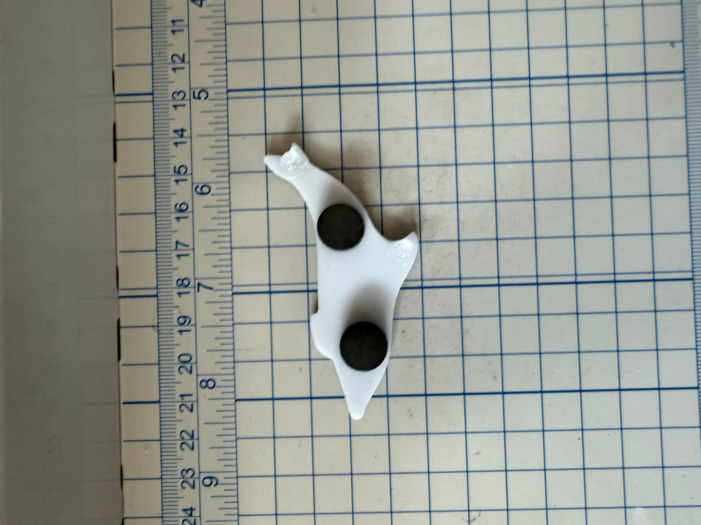 Common Dolphin Magnet